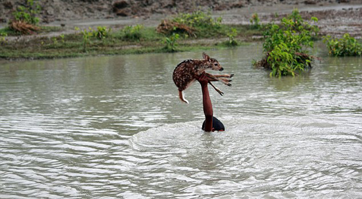 Niño nadando en un río salvando a un ciervo