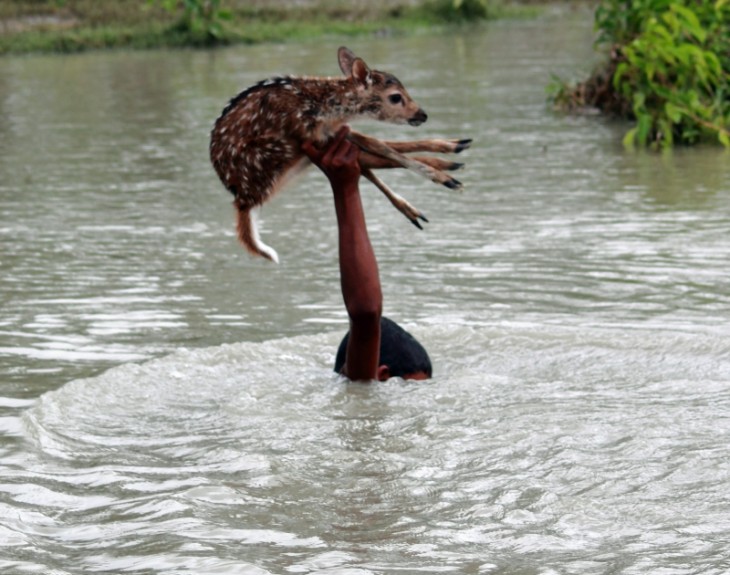 Niño dentro de un río sacando a un ciervo con un brazo 