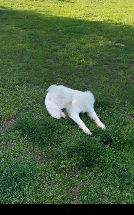 Fotografía panorámica que salio terriblemente mal de un perro sin cabeza