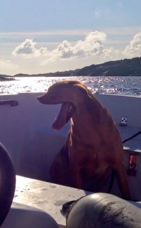 Fotografía panorámica donde un perro sale con cara de foca 