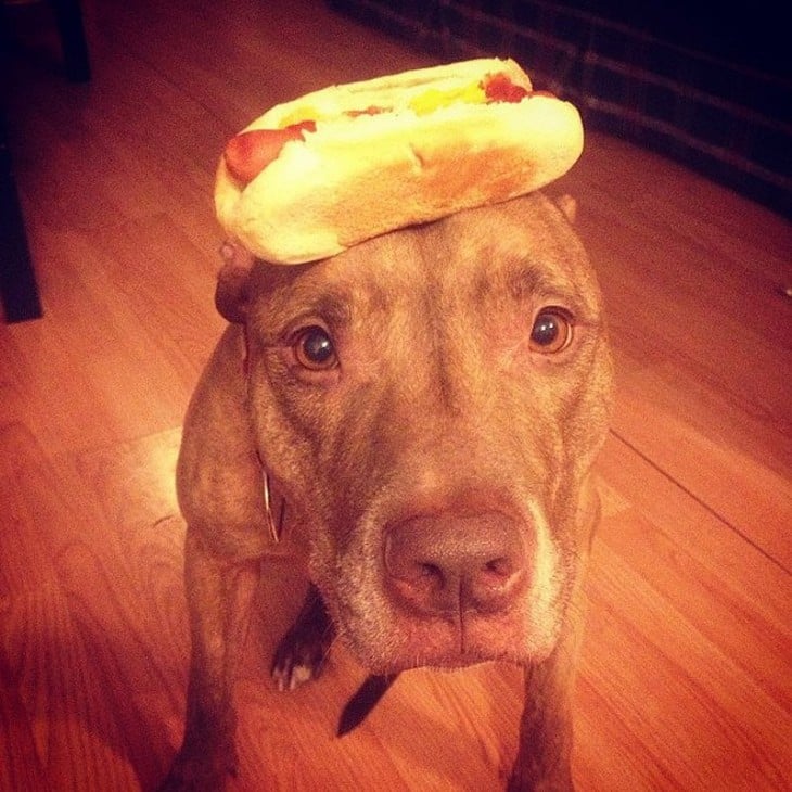 Perro sostiene cosas en la cabeza con un hot dog encima 