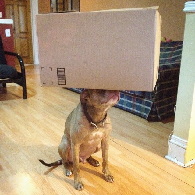 Perro sostiene cosas en la cabeza sosteniendo una caja encima de él 