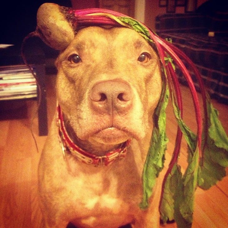 Perro sostiene cosas en la cabeza con una planta encima 