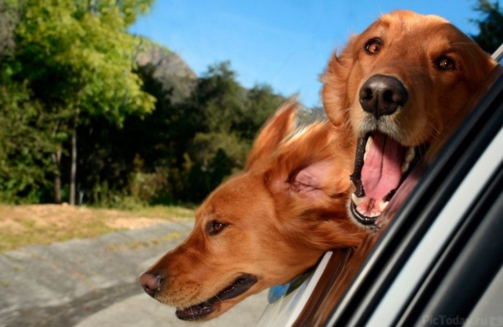 Dos perros con la cabeza de fuera en un paseo en coche 