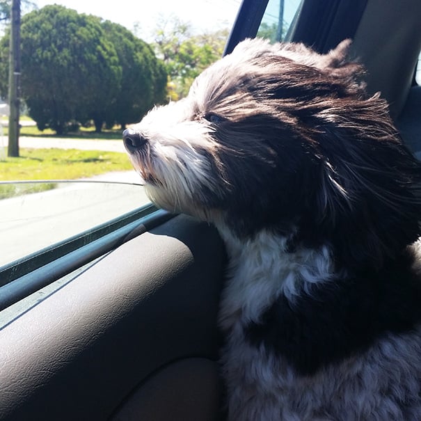 Perro sentado en el asiento de un coche mirando hacia la ventana 
