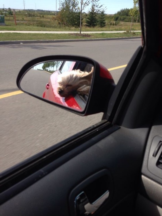 Reflejo de un pequeño perro sacando su cabeza por la ventana 