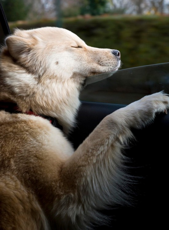 Perro con la cara fuera de la ventana con una cara de relajación 