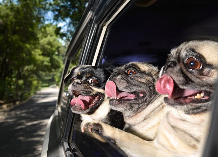 Tres perros pug asomados por la ventana de un coche 