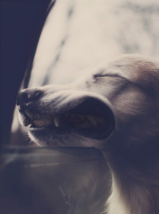 Perro con la cara recargada en una ventana de coche con aire en su cara 