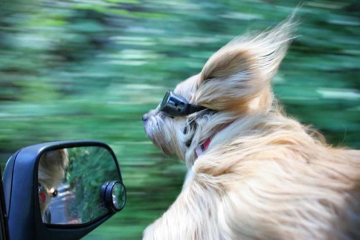 Un perro con lentes sacando la cabeza por la ventana 