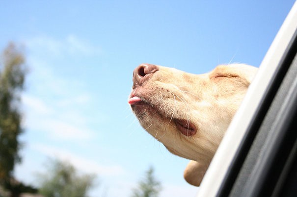 Perro sacando la cabeza por la ventana con la lengua de fuera 