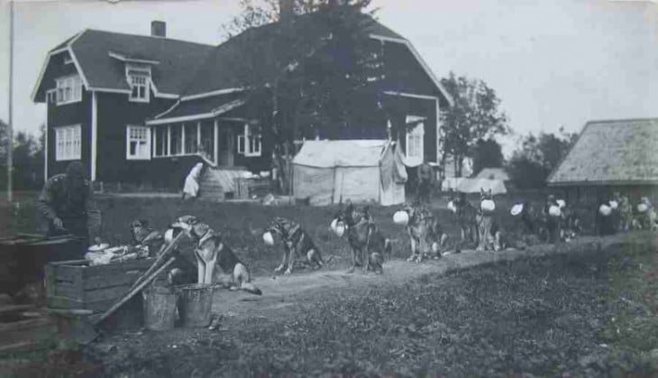 linea de caninos haciendo fila para recibir su comida en una granja en algún lugar de la guerra de Finlandia 