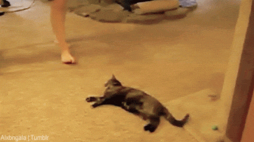 GIF de un gato arrastrándose de lado en el piso 