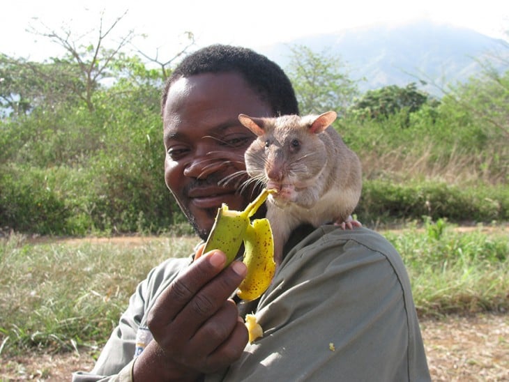 Persona en áfrica sobre el hombre de un hombre siendo alimentada con plátano 