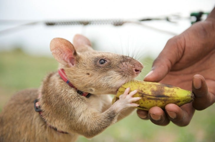 Rata heroína de áfrica comiendo plátano