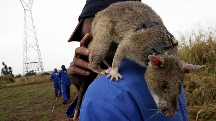 Persona cargando en su hombro a una rata heroína 