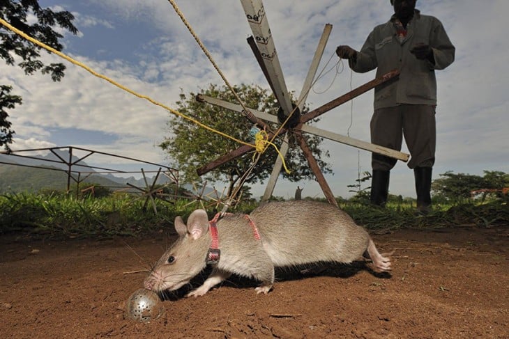 Rata heroína de áfrica durante un entrenamiento 