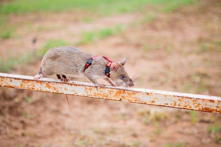 Rata heroína pasando por un tubo de metal durante su entrenamiento 