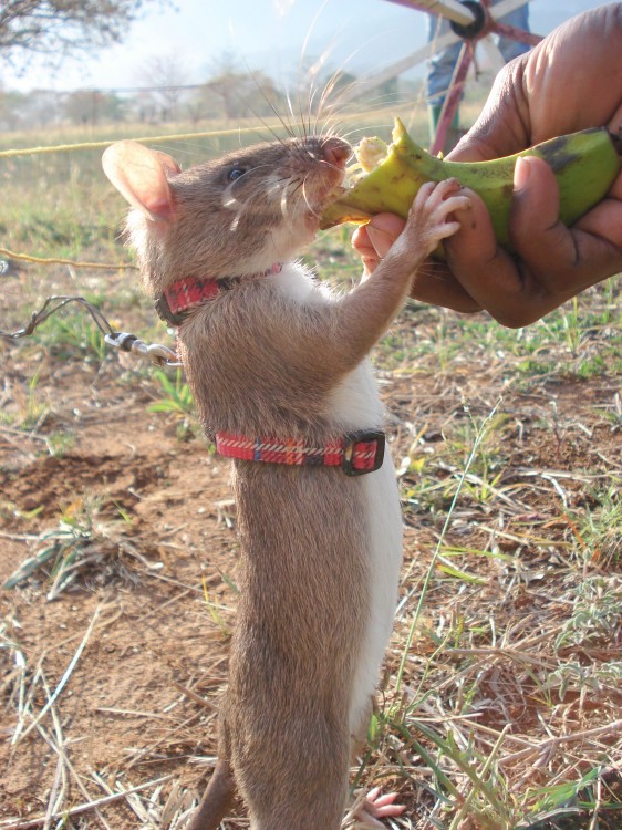 Rata heroína de áfrica comiendo un plátano 
