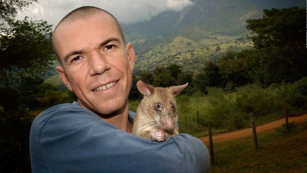 Bart Weetjens junto a una rata heroína de áfrica 