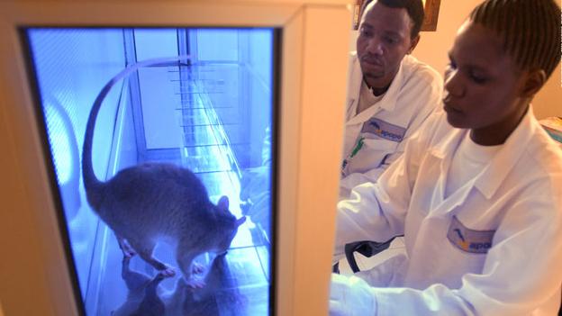 Personas estudiando a una rata dentro de un laboratorio