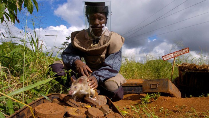 Persona adiestrando a una rata heroína en un campo a la intemperie 