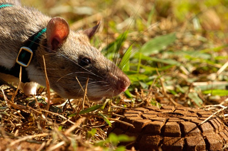 Rata heroína de áfrica olfateando la tierra 