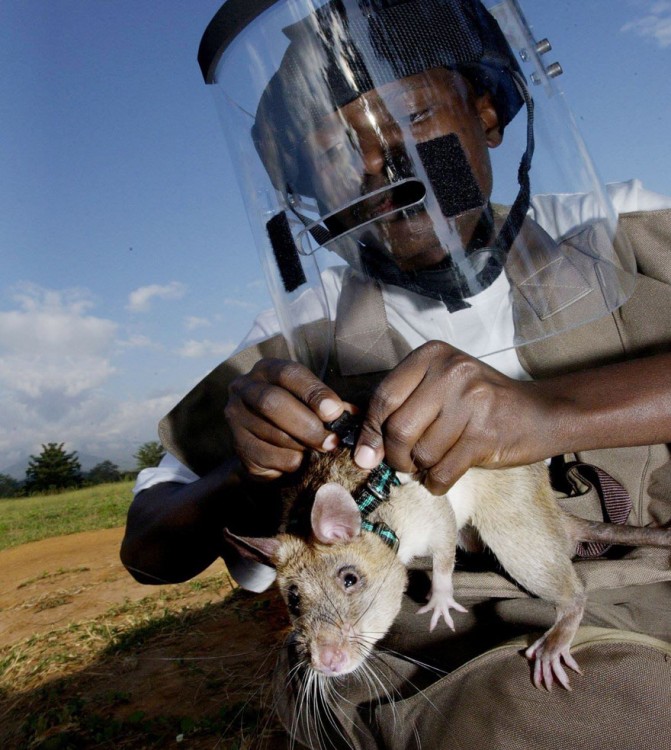 Especialista cargando a una rata heroína de áfrica 