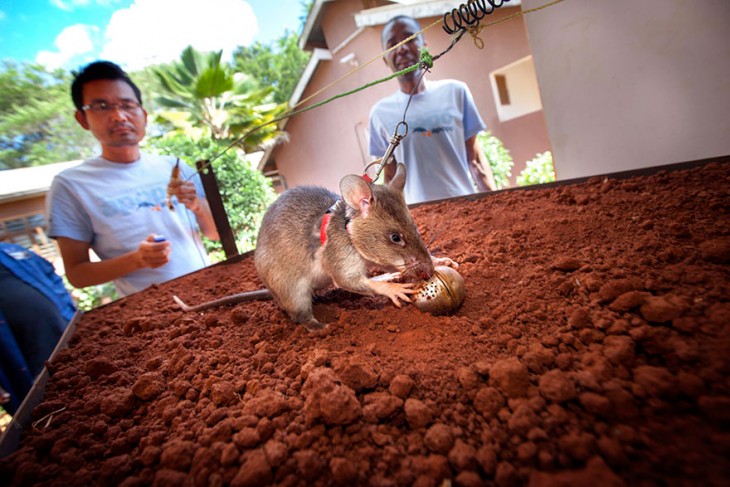 Rata heroína de áfrica durante su entrenamiento. 