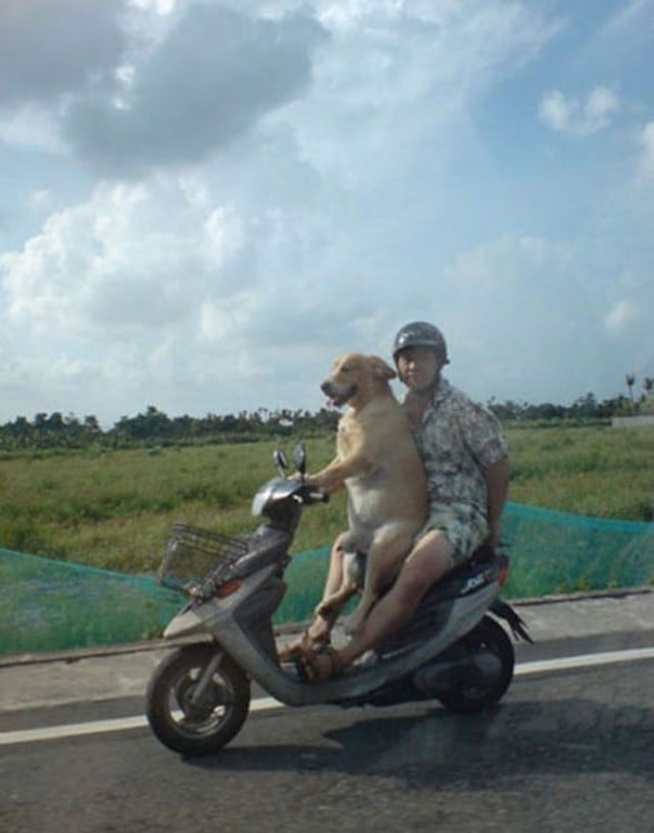 Un perro frente a un hombre que van sobre una motocicleta 