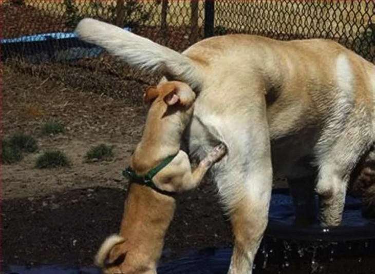Perro chihuahua que simula meterse dentro de otro perro un poco más grande 