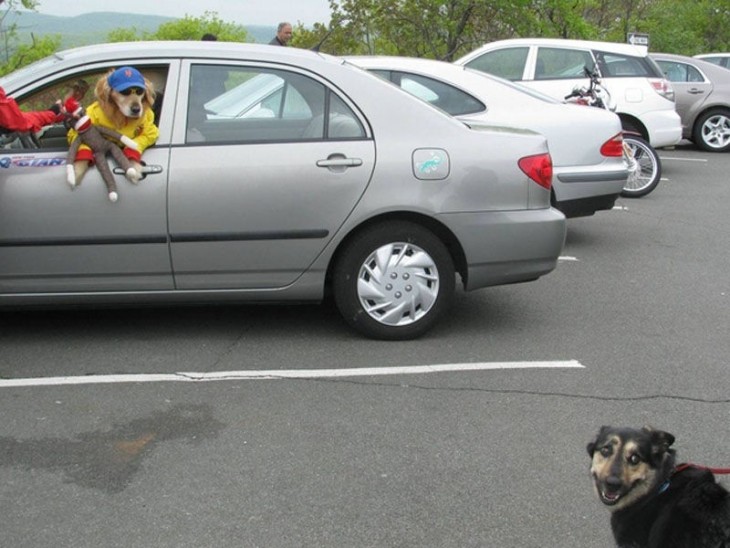 Un perro con cachucha y lentes sobre un carro y otro perro debajo atado de una cadena 