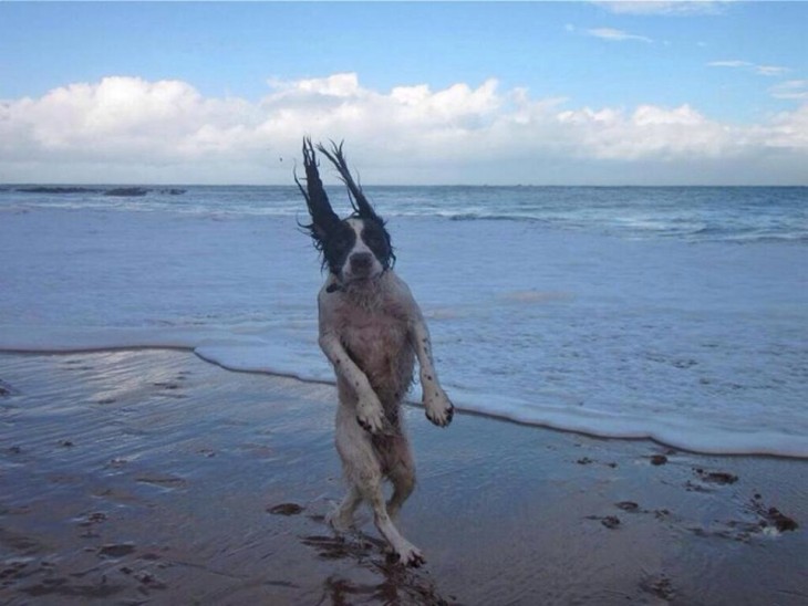 Perro parado en dos patas simulando que camina por la playa 