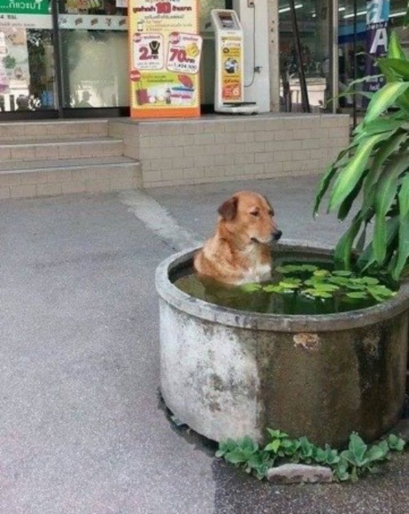 Perro dentro de un espacio lleno de agua 