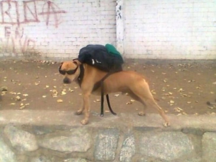 Perro con una mochila sobre su lomo y usando lentes 