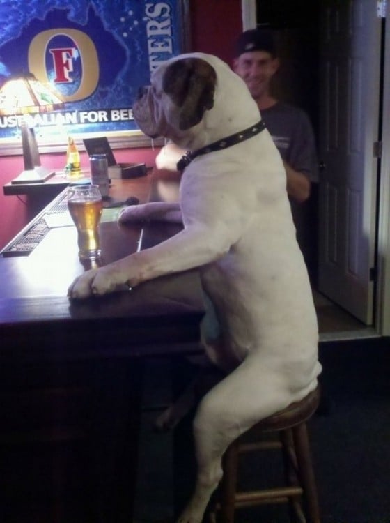 Perro sentado en la barra de un bar con una cerveza frente a él 