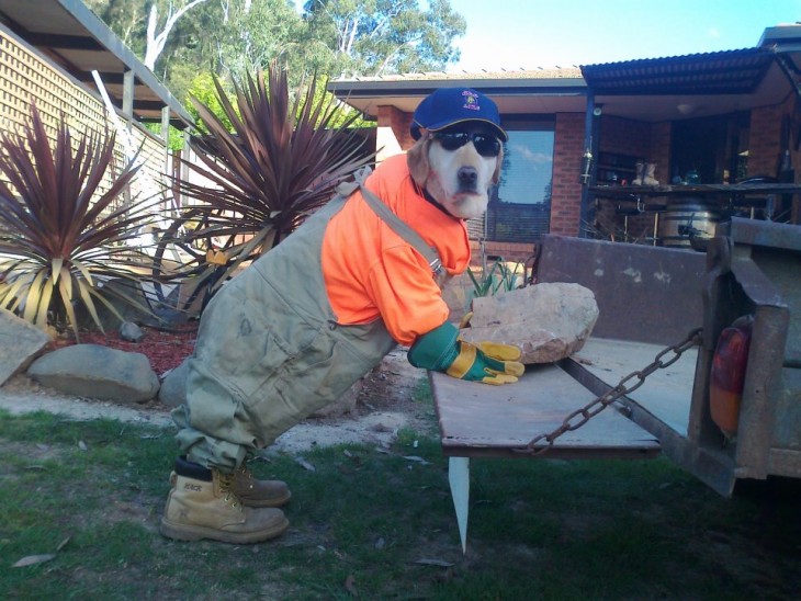 Perro disfrazado con ropa, zapatos, cachucha y lentes 