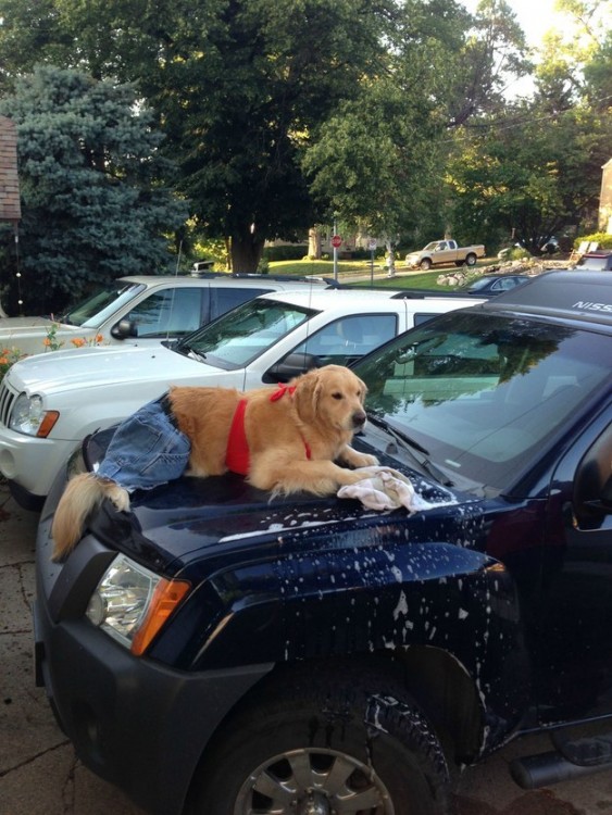 Perro acostado sobre el cofre de un coche simulando que lo esta lavando 