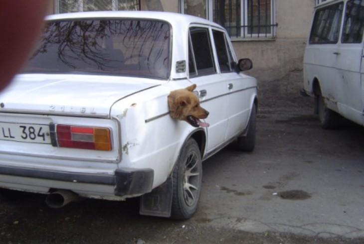 Cabeza de un perro saliendo del tanque de la gasolina de un carro 