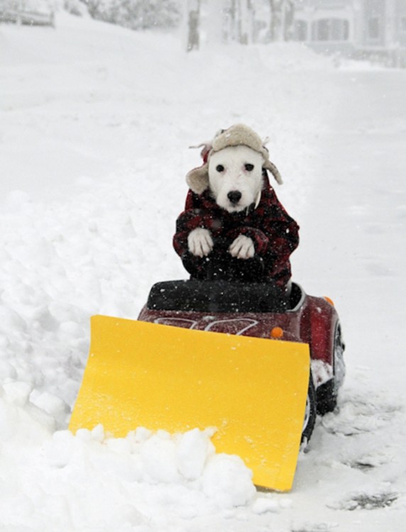 Perro simulando que quita la nieve arriba de una maquina 