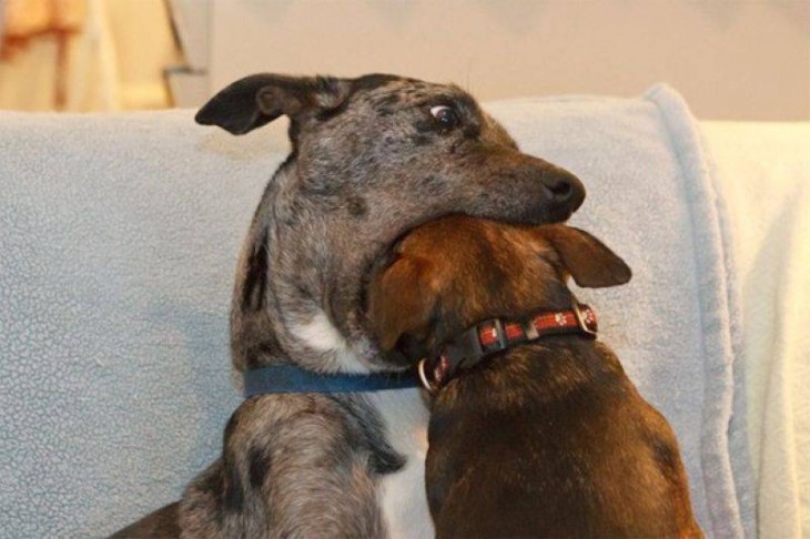 Imagen inexplicable donde un perro simula comerse a otro 