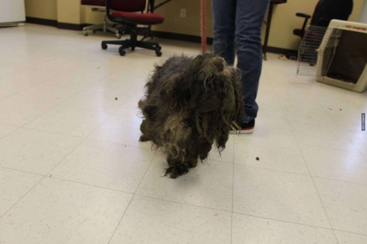 Una perrita con mucho pelo caminando hacia las piernas de una persona 