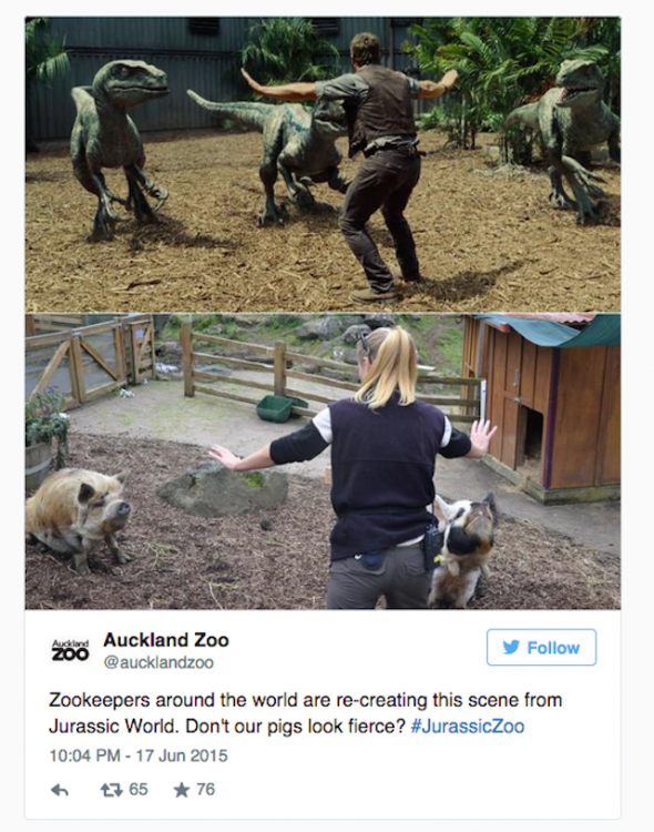 chica que trabaja Auckland Zoo con unos cerditos 