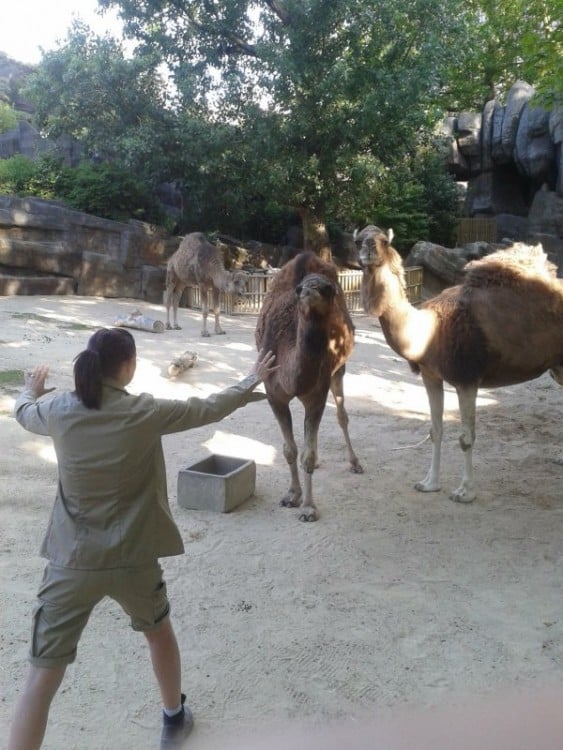 Mujer en el zoológico de china frente a unos camellos 