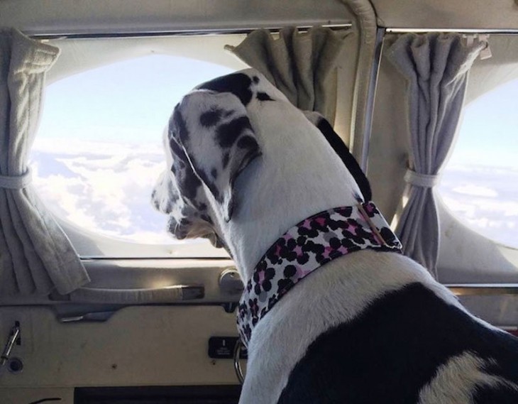 perro observando por la ventana dentro de un avión rescatado por la organización alas de rescate 