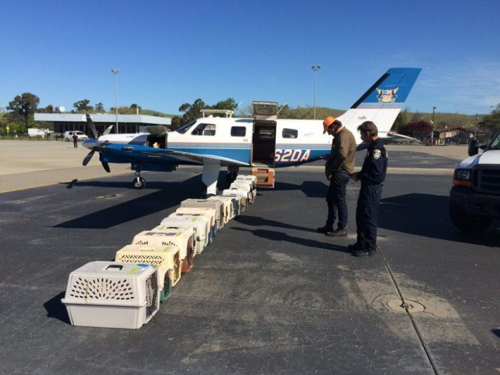 Voluntarios de la organización alas de rescate con algunos perros antes de subirlos a un avión 