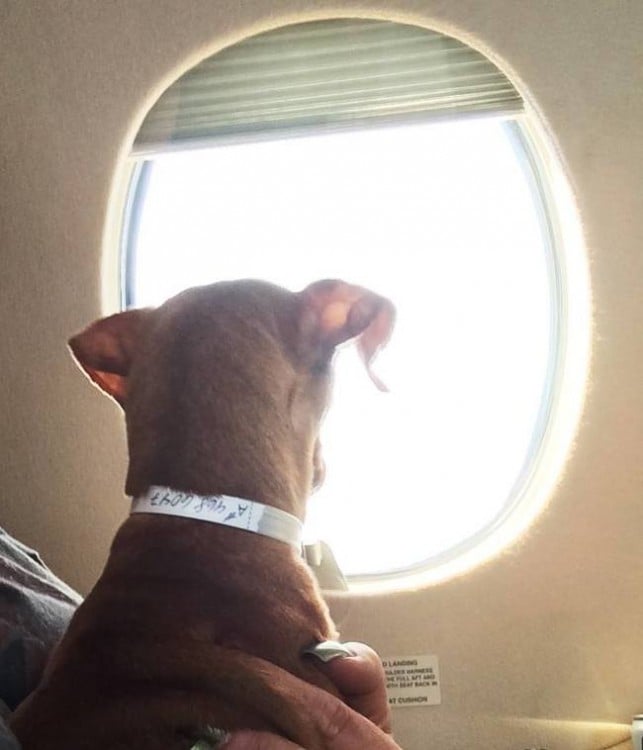 cachorro viendo por la ventana rescatado por la organización alas de rescate 