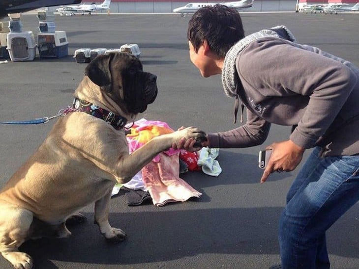 Perro sostenido de la mano de un voluntario de la organización alas de rescate 