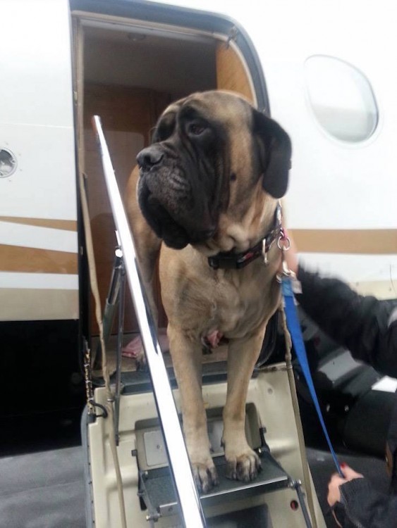 Perro bajando de un avión de la organización alas de rescate 