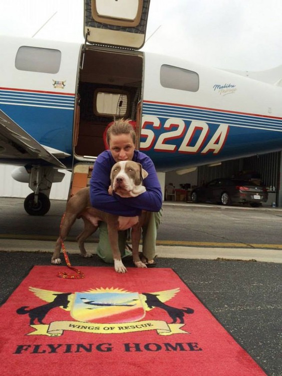 Voluntaria de la organización alas de rescate abrazando a un perro rescatado 